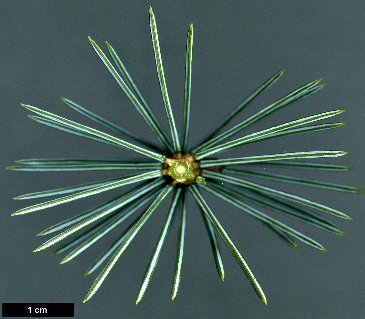 High resolution image: Family: Pinaceae - Genus: Picea - Taxon: engelmannii - SpeciesSub: subsp. mexicana